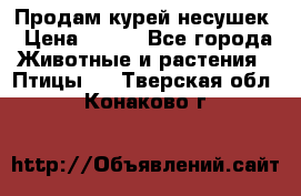 Продам курей несушек › Цена ­ 350 - Все города Животные и растения » Птицы   . Тверская обл.,Конаково г.